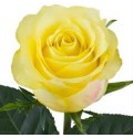 ΤΡΙΑΝΤΑΦΥΛΛΑ ΚΙΤΡΙΝΑ ROSEN  GOLDEN TOWER